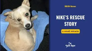 Nike&rsquo;s rescue story: a small miracle