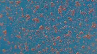 Sponges - Time-lapse of Sponge Cells Recombining