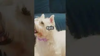 Cats vs. Dogs: The Ultimate Jokester Showdown! #catsvsdogs #petshowdown #funny #pov #relatable