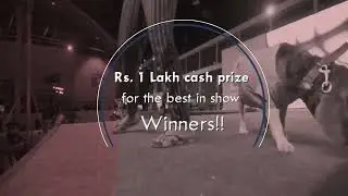 PetEx 2019 Promo Video