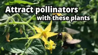 Six Great Plants for your Garden