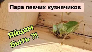 Певчие кузнечики. Игра в ящик или 