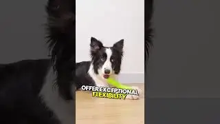 Best Toy for Pets?