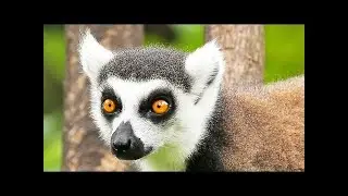 Endangered Lemurs of Madagascar! Video series.