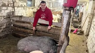 Не зря дали шанс. Что будет с Пумбой?!!!