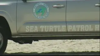 Sea turtle nesting season has started on Hilton Head beaches
