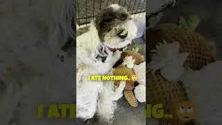 I Didn't Eat Anything!🤥 (But everyone knows what AJI ate..) #cavapoo #cutedogmoments #cutedog
