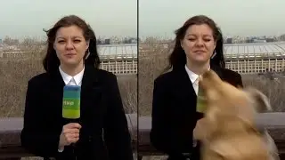 Dog Steals Reporter&rsquo;s Microphone On Live Television
