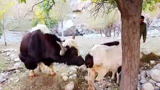 Beautiful 😍🥰😍 Mountain Yak Trying to Meeting with young Cow 🐄 ||Yak vs cow||
