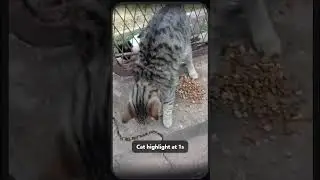 Cute Street Cat Moments in Greece
