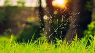 copyright free nature videos | No copyright video nature | Download c