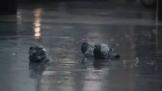 Pigeon amazing view #birds #viral #trend #trending #viralvideo #pigeon #pigeons #subscribe #trend