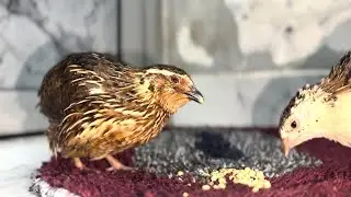 Quail Daily Routine – Day 6 | Eating, Walking & Natural Activity (23 Minutes)