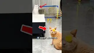 Cat Plays Table Tennis with Owner?! ‼️🐱🏓 #shorts