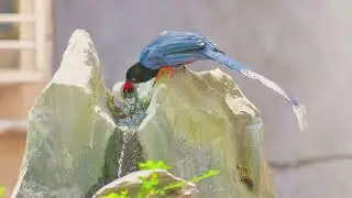 台灣藍鵲生態紀錄 _2025/06