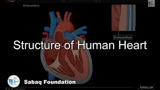 Structure of Human Heart, Biology Lecture | Sabaq.pk