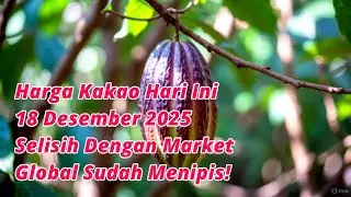 Harga Kakao Hari Ini 18 Desember 2025