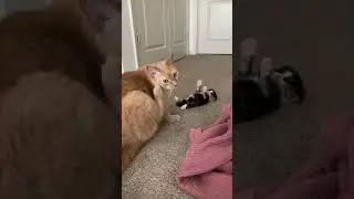 Precious Kitten Laying On Its Back While Raising Its Arms