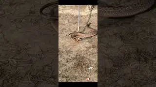 snake rescue video :#shorts