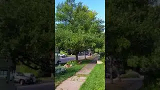 Butterflies migration in Denver