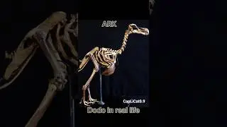 #ark #dodo #dinosaurs #arksurvivalevolved