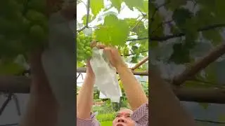 Fruit And Vegetable Bagging Bags  Reusable #satisfying #short