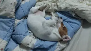 Richie, jack russell terrier, dig bed before going to bed