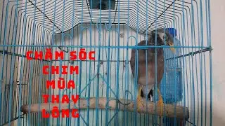 Mùa Thay Lông Chim Sáo, Chế Độ Chăm Sóc II Taking care of birds during molting season@KhiNguyen Vlog