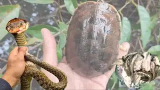 A Thrilling Trap Setting Adventure: Catching Both a Snake and a Turtle at Once!