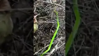 Green snake | Opheodrys Nonvenomous Harmless Snake 🐍 | Somewhere Southwest