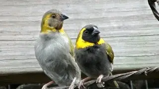 Birds nesting in soda bottle.. Tomeguines anidando en botellas