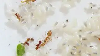 Collecting Red Ant Eggs to Eat in Thailand 🇹🇭 Thailand Living