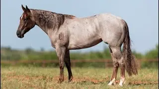 Swagger N Soul | 6666 Ranch