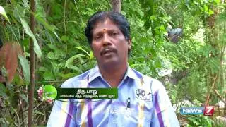 Nilapanai kilangu ( Curculigo orchioides) increases production of testosterone | Poovali