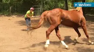 How to start basic groundwork lunging to gain respect and control with slow motion