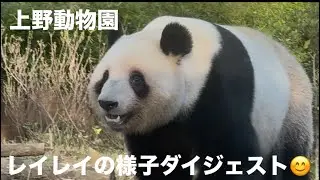 レイレイ、走っている姿が可愛い😍