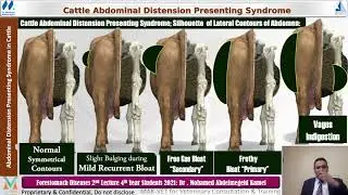 Dr  Mohamed Abdelmegeid 2nd Lecture Forestomach Diseases
