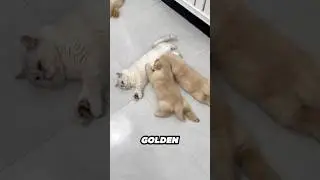 This cat nurses Golden puppies and a stray kitten as her own ❤️