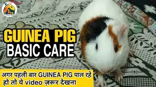 Guinea Pig vlog : All Information From Buying To Breeding Guinea Pig. गिनी पिग की सारी जानकारी लो ☺️