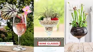 9 Indoor Plants You Can Grow in Wine Glasses #gardening