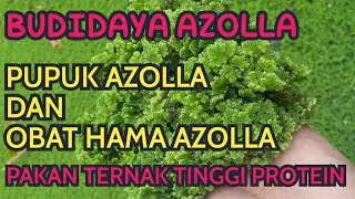AZOLLA MICROPHYLLA #azola  #WOLLFIA #pakanalternatif  #plastikuvgreenhouse