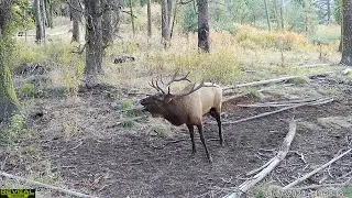 Bull Elk Trail Camera Videos - 2024 Compilation