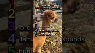 Ranking the funniest llama moments