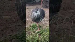 Secret of One Legged Birds! #shorts #trending #birdslovers #wildlife