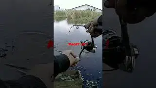 mancing ikan gabus di rawa || spot mancing gabus di Tangerang || cara mancing gabus di rawa #gabus