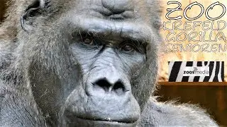 Gorillas im Zoo Krefeld 🦍 Die Senioren-Gruppe | zoos.media