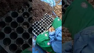 Advanced cultivation of Turmeric crop, Propagation by Single node eye bud technique at Karnataka