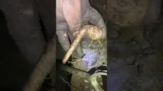 Найдена глиняная трубка для табака лорда Роберта, грязекурение и рытье бутылок в Шотландии