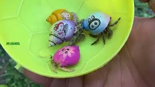 My Friend Is Afraid Of Riptiles!! Catch Snake, Millipede, Centipede, Hedgehog, Monkey, Cat, Frogs