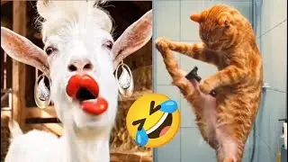 Funniest Animals of the Year! Try Not To Laugh Challenge Level 24